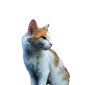 A Ginger And White Cat Sitting Outside, Surrounded By Lush Greenery And Sunshine. 12626 - Cat PNG image with transparent background